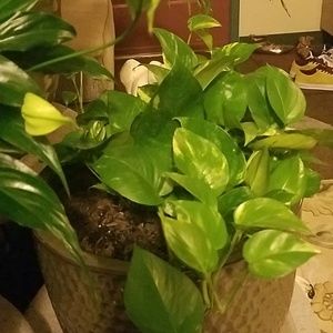 Meet your Posher, Jeanette